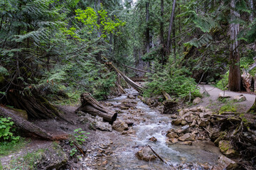 Margaret Falls loop trail with mountain stream near Shuswap lake British Columbia with scenic hiking trail
