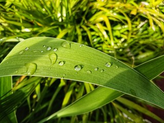 water drops on a green leaf