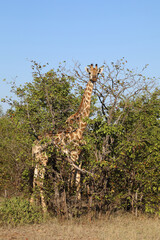 Giraffe / Giraffe / Giraffa camelopardalis