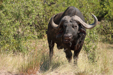 Kaffernb&uuml;ffel / African buffalo / Syncerus caffer