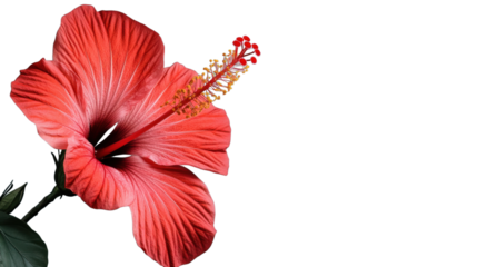 Red hibiscus flower blooming with transparent background
