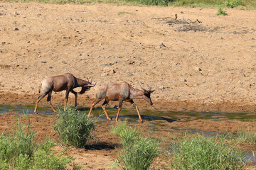 Leierantilope im Tsendze River / Common tsessebe in Tsendze River / Damaliscus lunatus