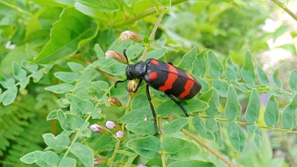 red bug on a green leaf
