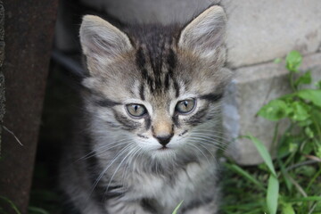 Cute kitten with striped fur and green eyes looking at the camera. Ideal for creating an atmosphere of comfort and warmth.
