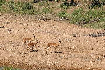 Schwarzfersenantilope / Impala / Aepyceros melampus