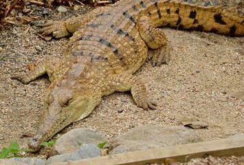 A crocodile rests on a sandy area, blending its unique textures and patterns with the surrounding nature. The animal is positioned among stones and vegetation, revealing its impressive size