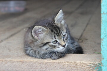 A cute kitten with striped hair is comfortably curled up in a box. His attentive gaze and fluffy face create an atmosphere of warmth and comfort.