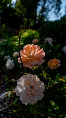 Obraz premium orange Chinese roses in full bloom