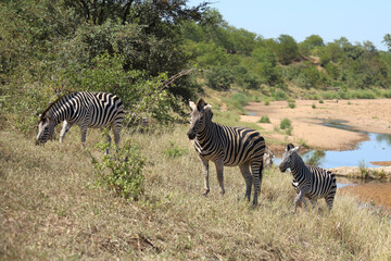 Obraz premium Steppenzebra / Burchell's zebra / Equus quagga burchellii