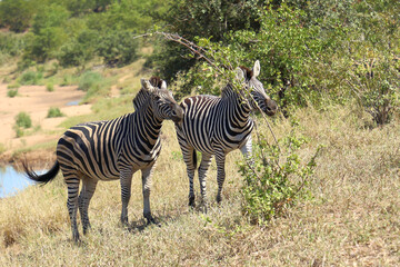 Steppenzebra / Burchell's zebra / Equus quagga burchellii