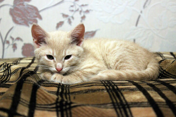 Curious kitten lounging on a sunlit floor near a wooden baseboard