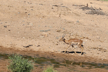 Schwarzfersenantilope / Impala / Aepyceros melampus
