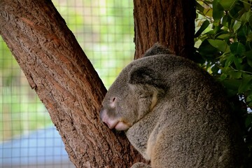 A koala is nestled against a tree trunk, peacefully resting in its natural habitat. The image captures the essence of wildlife tranquility amid lush greenery