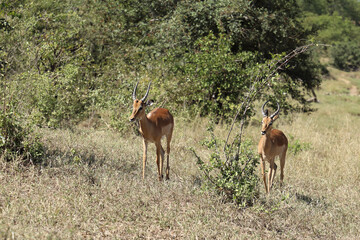 Schwarzfersenantilope / Impala / Aepyceros melampus