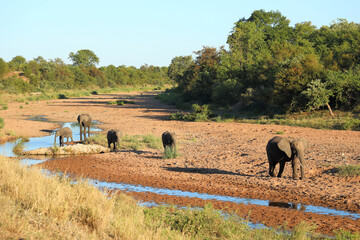 Afrikanischer Elefant im Tsendze River/ African elephant in Tsendze River / Loxodonta africana.