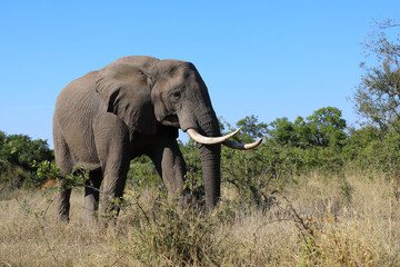 Fototapeta premium Afrikanischer Elefant / African elephant / Loxodonta africana