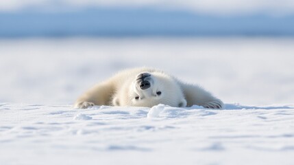 Fototapeta premium Arctic polar bear cub playing on snow, ocean background, wildlife conservation