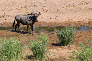 Streifengnu / Blue wildebeest / Connochaetes taurinus