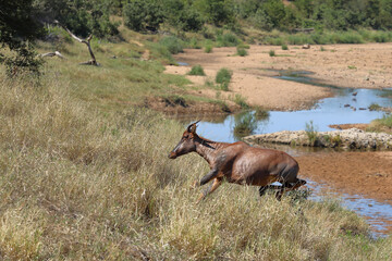 Leierantilope oder Halbmondantilope / Common tsessebe / Damaliscus lunatus.