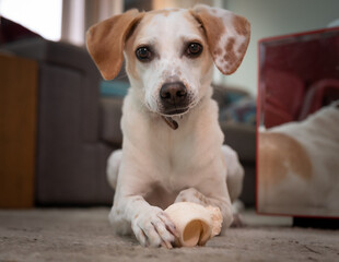 dog, cachorro, pet, estima&ccedil;&atilde;o, fofo, animal