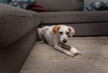 dog, cachorro, pet, estima&ccedil;&atilde;o, fofo, animal