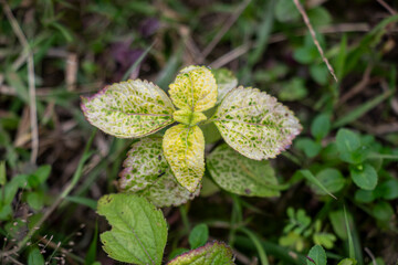 Blue leaves and mistflower grows naturally in full to partial sun
