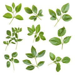 Obraz premium Twelve Fresh Basil Sprigs, Culinary Herbs, Green Leaves, Aromatic Plants