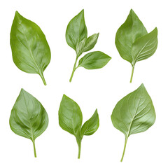 Fresh Green Basil Leaves Isolated on Black Background