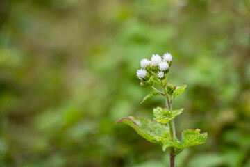 Canada thistle and field thistle. Leaves lanceolate medicinal