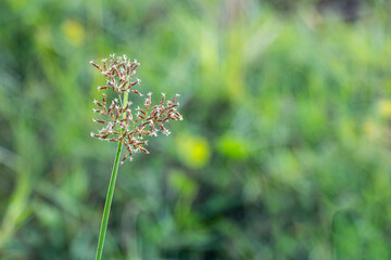 Cyperus rotundus coco-grass, Java grass, nut grass, purple