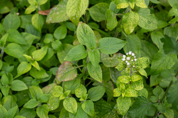 Mistflower typically grows to about 3 feet tall. Blue mistflower