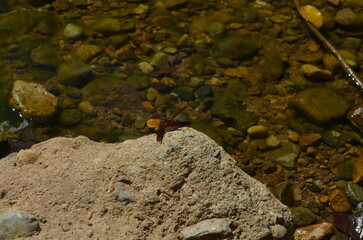 A red butterfly perches on a rock by the clear river. Its vibrant wings contrast beautifully with the natural background of stones in the water. Sunlight reflecting on the water’s surface creates a pe