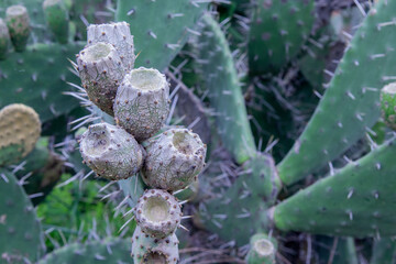 cactus with thorns