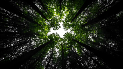 Obraz premium Sunlight Through Forest Canopy