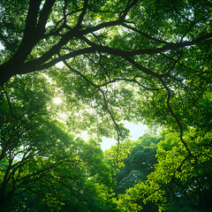 Obraz premium Sunlight Through Lush Green Tree Canopy