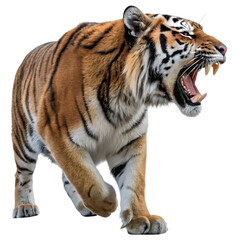 Obraz premium Majestic tiger roaring aggressively with fierce expression and sharp teeth in a wild setting
