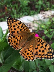 Butterfly on a flower