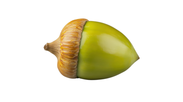 Green acorn with cap isolated on transparent background