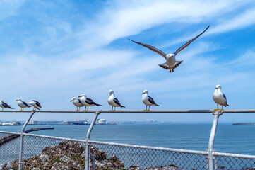 【青森県八戸市蕪島】うみねこ繁殖地の春