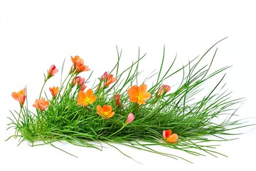 Forest of orange flowerss isolated on white