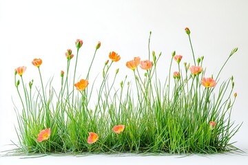 Forest of orange flowerss isolated on white