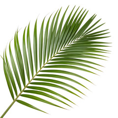 Obraz premium Detailed photograph of a green palm leaf showcasing its elegance and vibrant natural texture