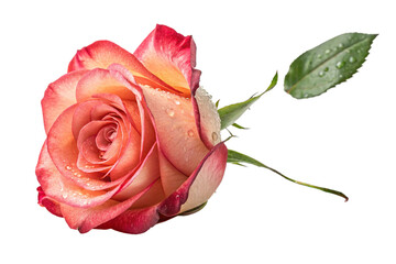 Blushing Elegance: The Timeless Beauty of a Pink Rose