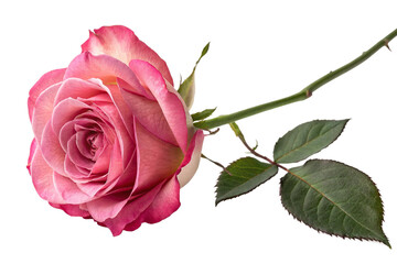 Blushing Elegance: The Timeless Beauty of a Pink Rose