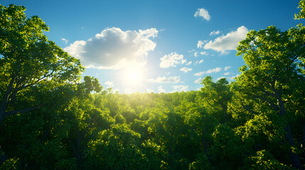 Fototapeta premium Sunlit Green Forest Landscape Under a Blue Sky