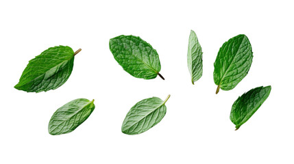 Naklejka premium Fresh mint leaves falling on transparent background