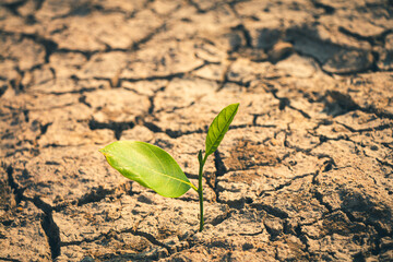 A lone tree sapling struggles to grow in cracked soil, symbolizing hope amidst a water shortage...