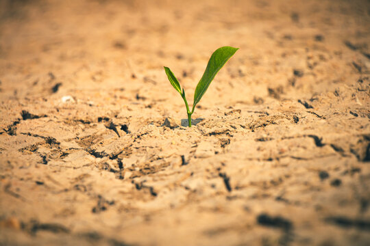 Deep cracks in the earth surround a fragile tree sapling, emphasizing the urgency of water scarcity..