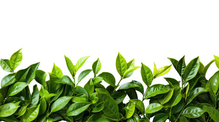 Obraz premium Fresh green tea leaves bordering transparent background