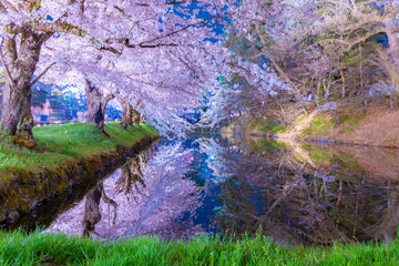 弘前公園の美しい夜桜